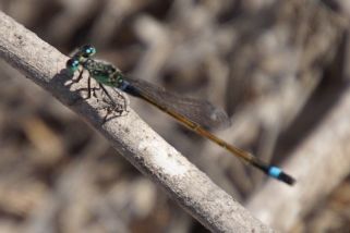 Ischnura evansi - Evans Pechlibelle